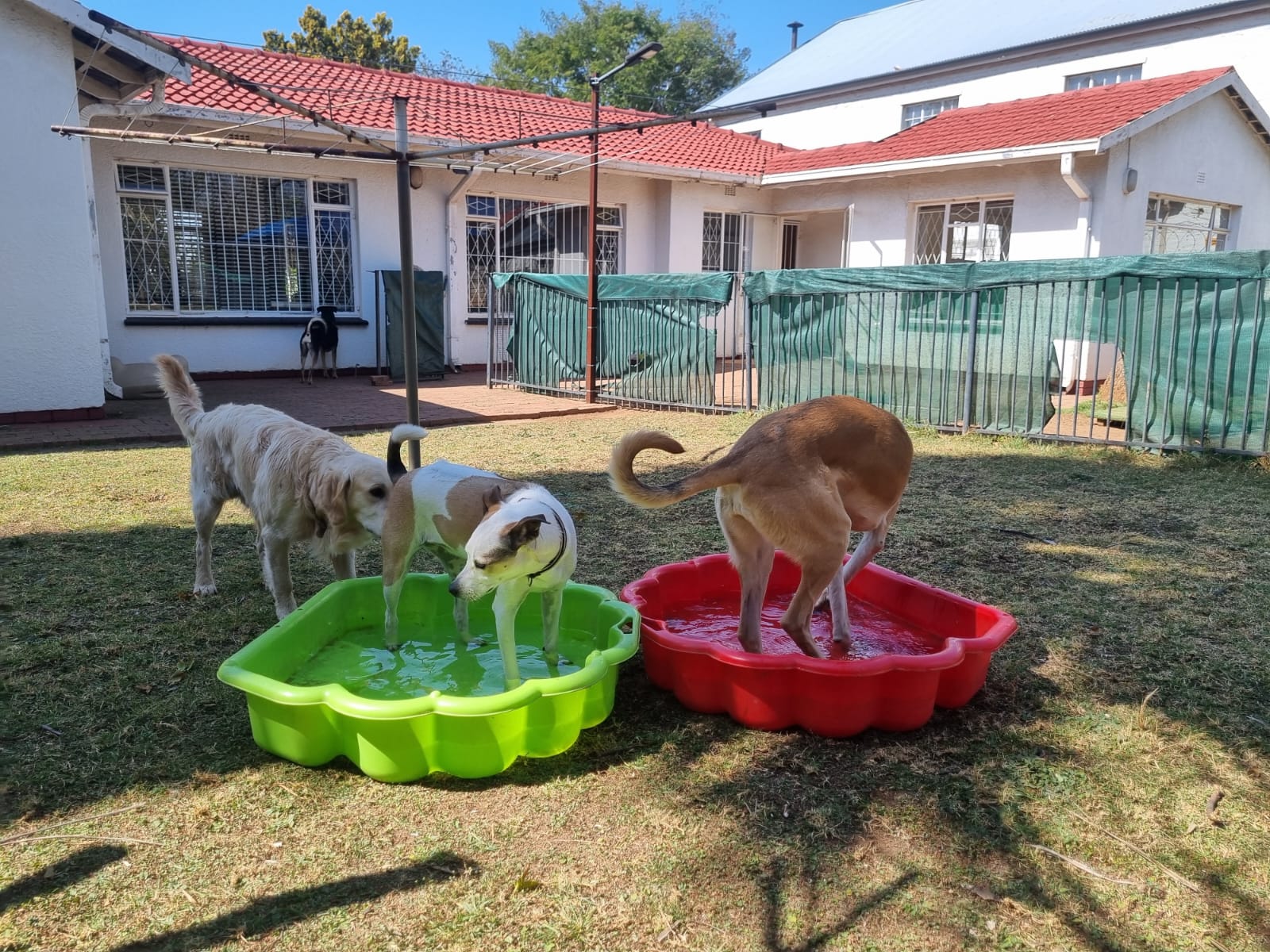 Pawsome Pups in action